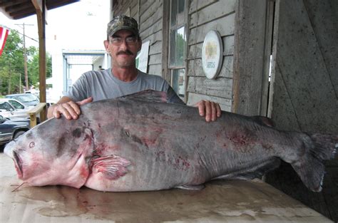 florissant angler nets  official state record blue catfish