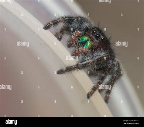 phidippus audax bold jumping spider  bold jumper stock photo alamy
