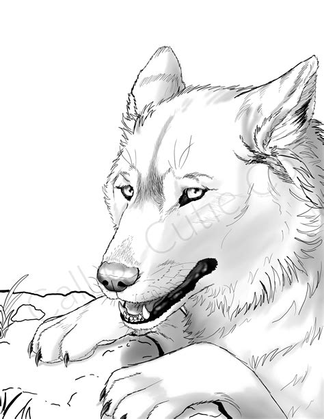 gray wolf color pagedigital wolf coloring pagesanimal etsy uk
