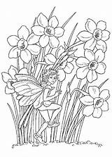 Flori Colorat Primavara Narcise Planse Alphabet Elfes Viata Daffodil sketch template