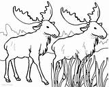 Coloring Moose Pages Elk Bull Kids Cool2bkids Getdrawings Print Antlers Printable Drawing Getcolorings Color sketch template