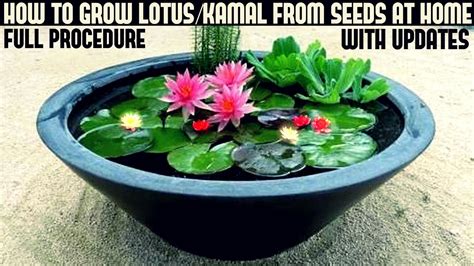 grow lotus plant  home  updates fast  easy method youtube