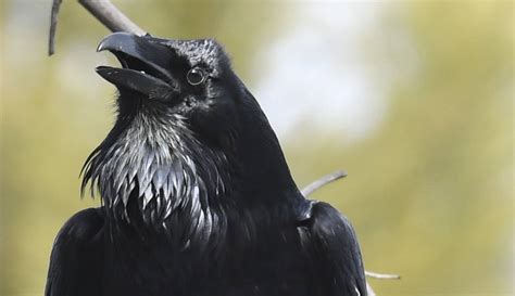 Bird Spotlight Common Raven – Sunriver Nature Center And Observatory