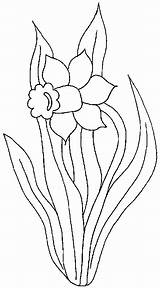 Jonquille Colorat Flori Ponto Russo Narcise Planse Daffodil Orchideen Narcisos Riscos Delicado Cantinho Patchcolagem Pascua Pitigoi Gratuit Salticoz Orchidee Copii sketch template