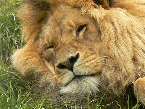 obrazky na plochu priatelia zoologicka zahrada lev levy