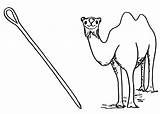 Needle Coloring Camel Pages Camels Kids Sheets Getcolorings Dari Disimpan sketch template