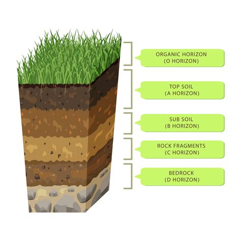 soil  layers  section humus level earth structure infographic