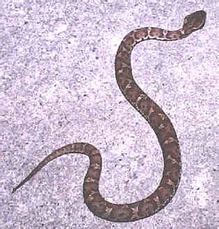 poisonous snakes  okinawa