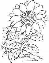 Sketsa Bunga Mewarnai Matahari Paud Gambarcoloring Sunflowers sketch template