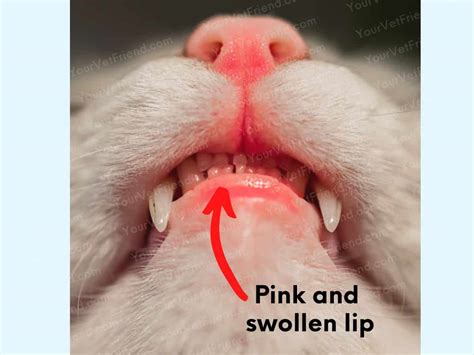 Cats Lower Lip Is Red And Swollen