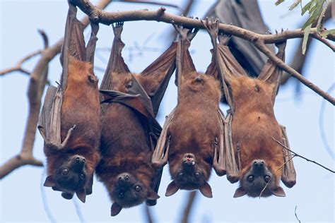 bats hang upside      turn left  exiting