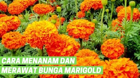 menanam  merawat bunga marigold youtube