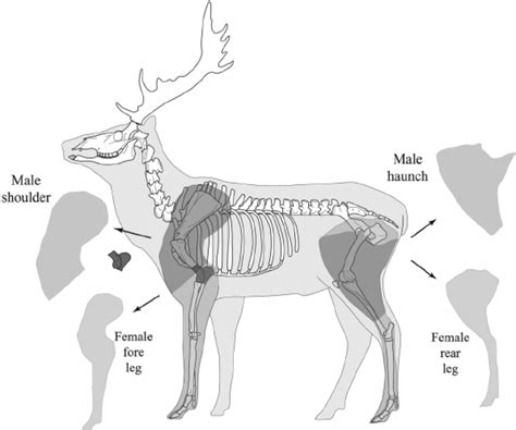 differential butchering pattern for male and female persian fallow deer