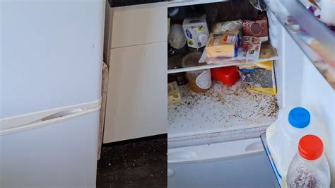 schoonmaakbedrijf frisse kater opent koelkast die  maanden niet open  geweest vk magazine