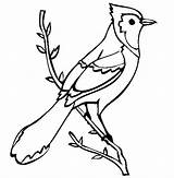 Coloring Jay Blue Bird Pages Birds Printable Color Drawing Outline Baby Bear Mama Cliparts Branch Clip Clipart Library Kids Thecolor sketch template
