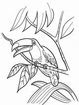 Toucan Coloring Pages Bird Printable Color Birds Print Colouring Getcolorings Kids Recommended sketch template