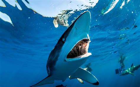 swim  sharks  mexico baja shark experience