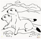 Coloring Pages Weasel Ferrets Colouring Two Printable Ferret Animal Color Footed Elegant Animals Crafts Divyajanani Shapes Body Kids Printables Version sketch template