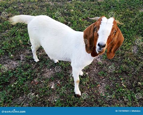 boer goat doe stock image image  grass body white