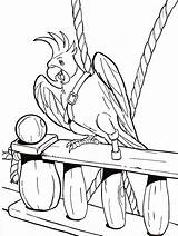 Parrot Coloring Pages Pirate Printable Color Visit Books Procoloring sketch template