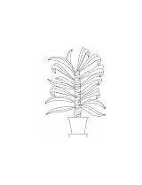 Coloring Barley Cane Plant sketch template