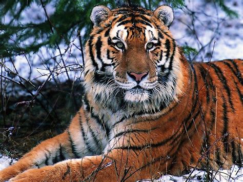 south china tiger   jiangxi province   classified