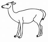 Guanaco South American Coloring Pages sketch template