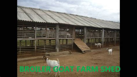 broiler goat shed india youtube