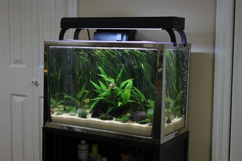 gallon fish tanks aquatics world