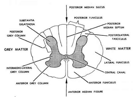 human brain human physiology  steps health