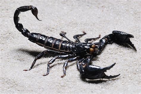 der aszendent skorpion esoterik