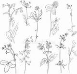 Herbs Plants sketch template