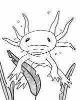 Axolotl sketch template