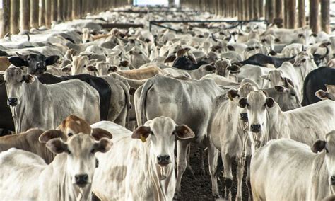Brazil Set To Increase Beef Production By 35 Agriland Ie
