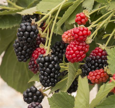 blackberries planting growing  harvesting blackberry bushes