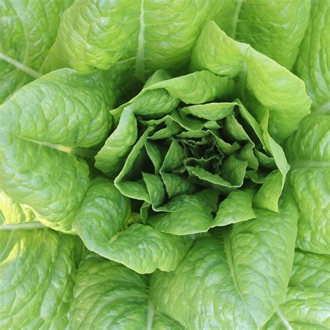 lettuce parris island romaine foundroot