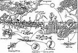 Mangrove Swamp Webs Forests Foodweb Hujan Tropis Ekosistem Printablecolouringpages sketch template