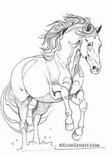Andalusier Andalusian Colouring Friesian Lineart Pixstats sketch template