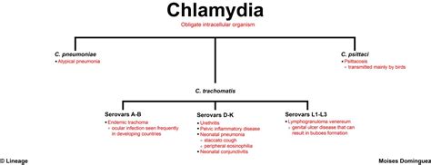 Chlamydia Trachomatis Microbiology Medbullets Step 1