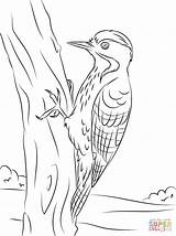 Woodpecker Coloring Pages Printable Woodpeckers Fulvous Breasted Drawing Pileated Nuthatch Template Getdrawings sketch template