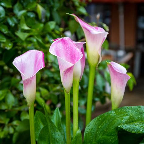 perfectly pink calla lily bulbs  sale calla pink melody easy  grow bulbs
