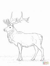 Buck Cervo Stag Kolorowanki Doe Drawing Druku Sarna Kolorowanka Colorare Jelen Reindeer Deers sketch template
