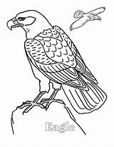 Eagle Coloring Pages Color Sheet Animals Print Printable Animal sketch template