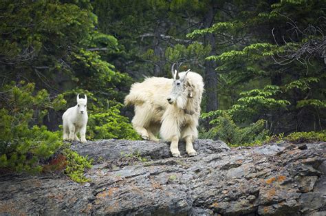 high climbers mountain goats earn   nature canada