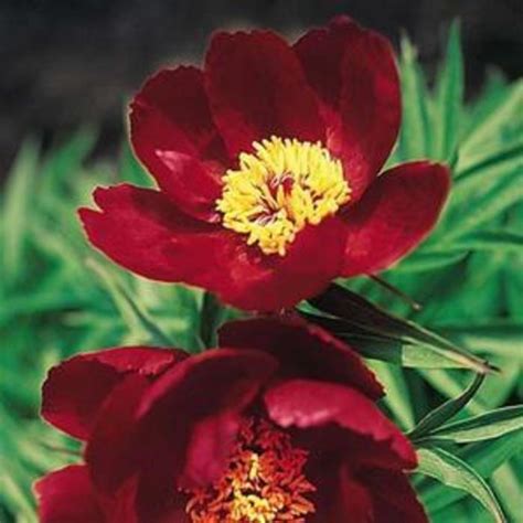 paeonia early scout fernleaf peony eberts greenhouse
