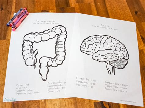 human body organs coloring pages  kids