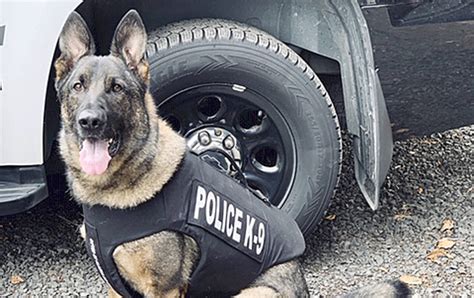Aberdeen Police K9 Ronin Receives Donation Of Body Armor The Daily World