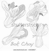 Choy Bok Vegetable sketch template
