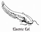 Eel Coloring Electric Pages Drawing Fan Clipart Color Size Paintingvalley Library Drawings Colorluna Print sketch template