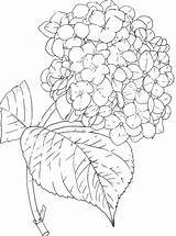 Hydrangea sketch template